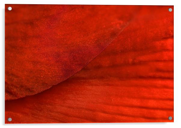 Red Texture Acrylic by Mary Lane