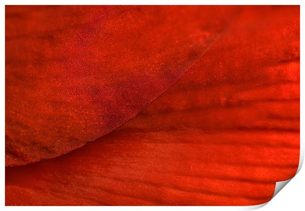 Red Texture Print by Mary Lane