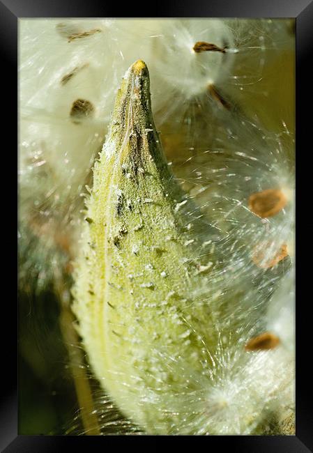 Milkweed Framed Print by Mary Lane