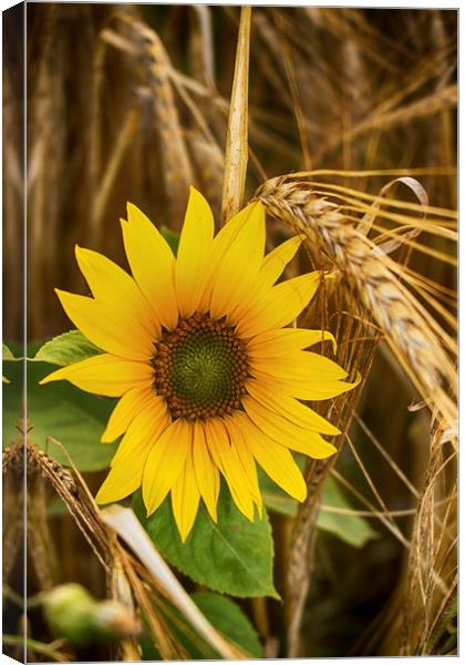 Summer Harvest Canvas Print by Phil Clements