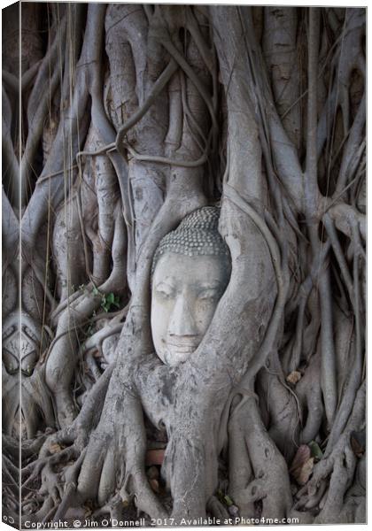 A Buddha head with a tree growing around it  Canvas Print by Jim O'Donnell