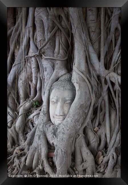 A Buddha head with a tree growing around it  Framed Print by Jim O'Donnell