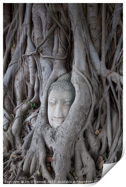 A Buddha head with a tree growing around it  Print by Jim O'Donnell