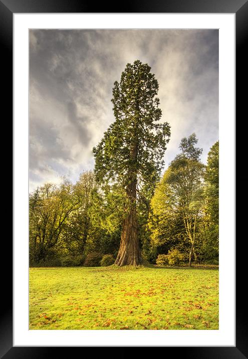 Tall Tree Framed Mounted Print by Jim kernan