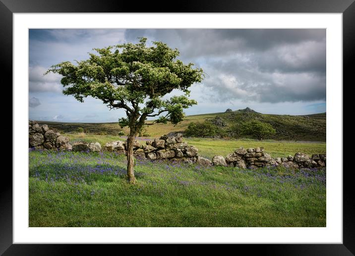 Dartmoor Hawthorn Tree in Spring Framed Mounted Print by Ashley Chaplin