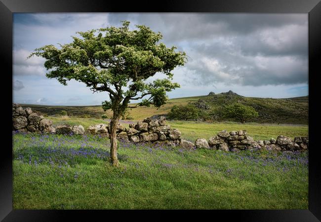 Dartmoor Hawthorn Tree in Spring Framed Print by Ashley Chaplin