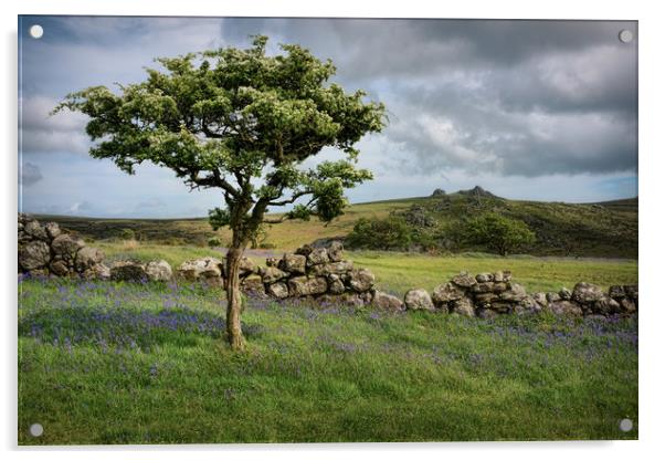 Dartmoor Hawthorn Tree in Spring Acrylic by Ashley Chaplin