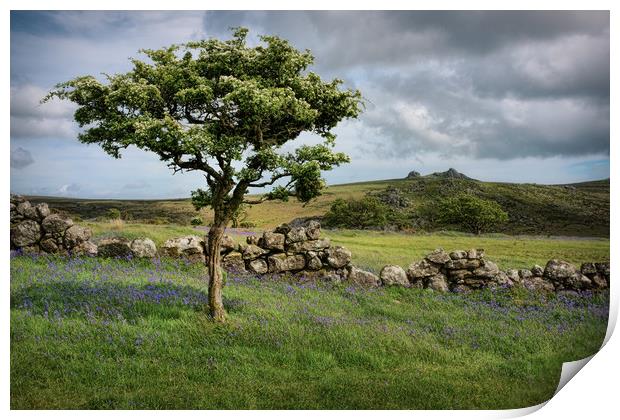 Dartmoor Hawthorn Tree in Spring Print by Ashley Chaplin