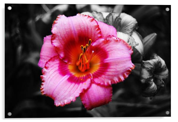 Grand Lily Acrylic by james balzano, jr.
