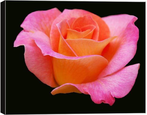 Soft Pink Rose Canvas Print by james balzano, jr.