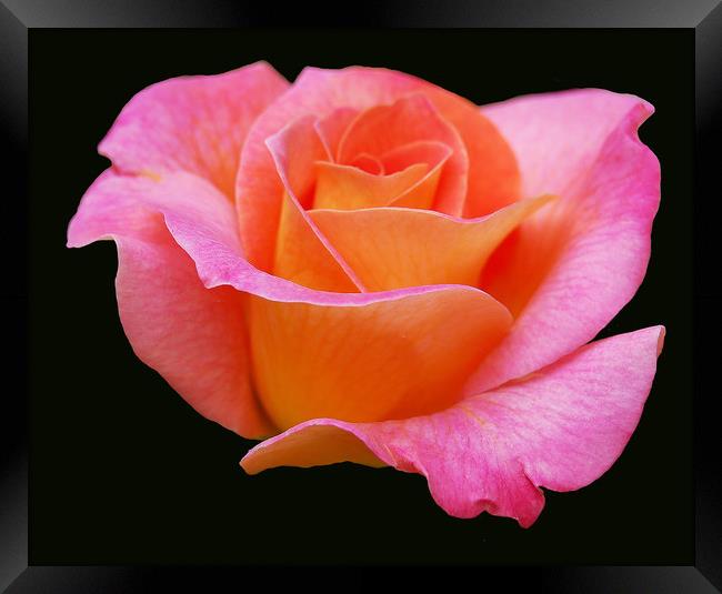 Soft Pink Rose Framed Print by james balzano, jr.