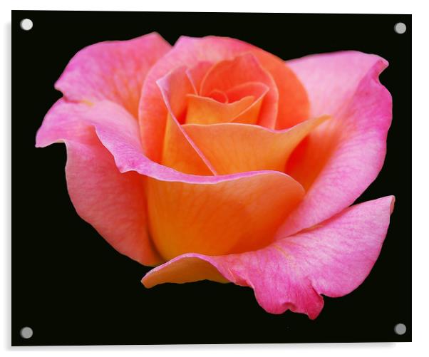 Soft Pink Rose Acrylic by james balzano, jr.