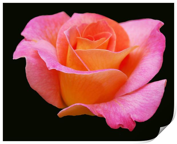 Soft Pink Rose Print by james balzano, jr.