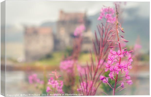 Fireweed  Canvas Print by Ray Pritchard