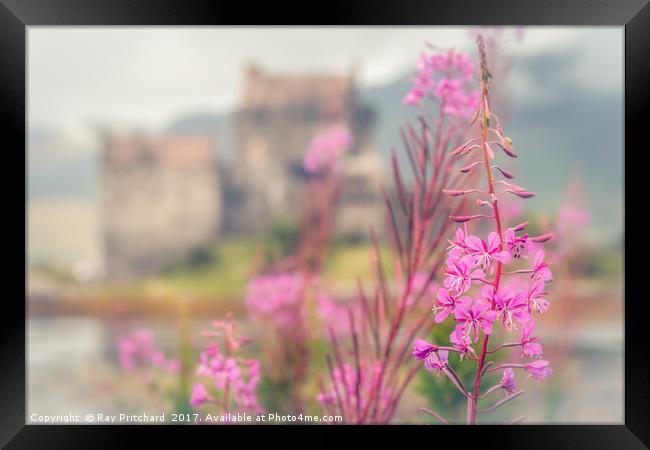 Fireweed  Framed Print by Ray Pritchard