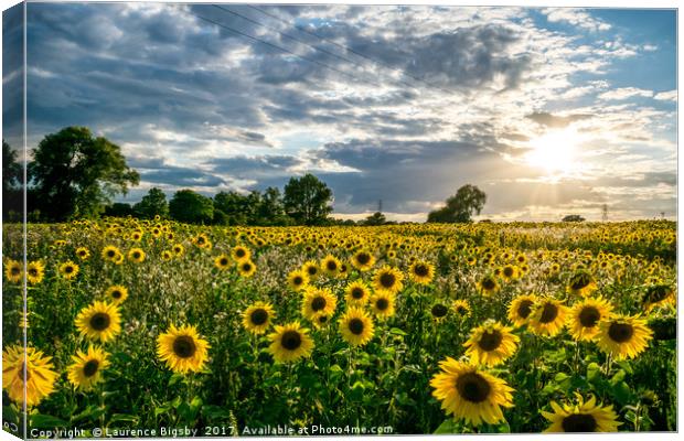 Sunflower Sunset Canvas Print by Laurence Bigsby