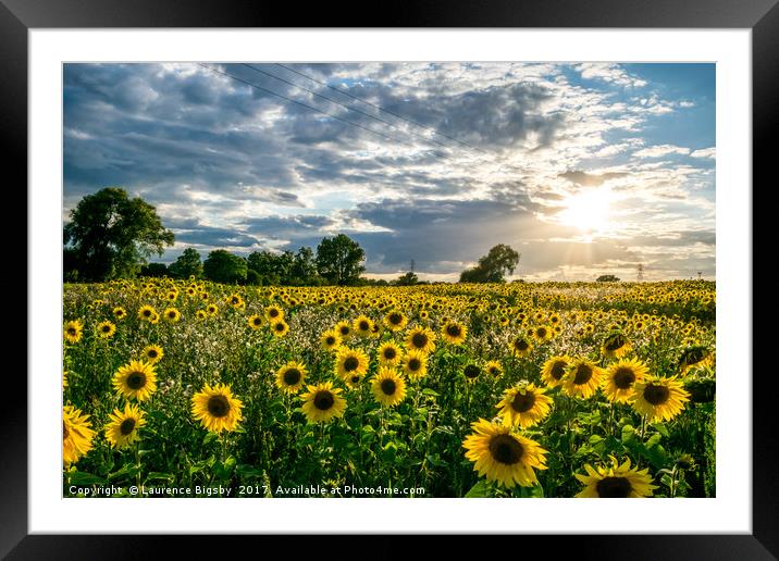 Sunflower Sunset Framed Mounted Print by Laurence Bigsby