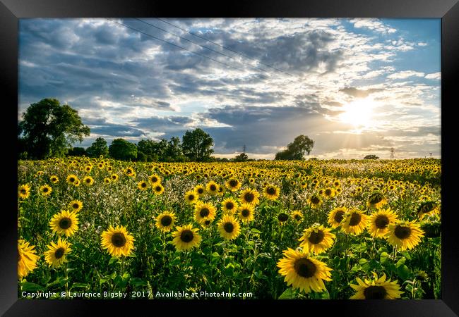 Sunflower Sunset Framed Print by Laurence Bigsby
