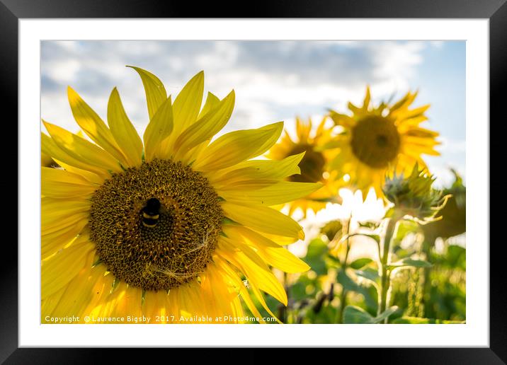 Smiling Bumblebee Framed Mounted Print by Laurence Bigsby