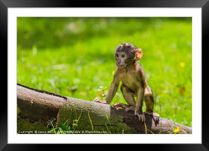 Climbing practice for a baby Barbary macaque  Framed Mounted Print by Jason Wells