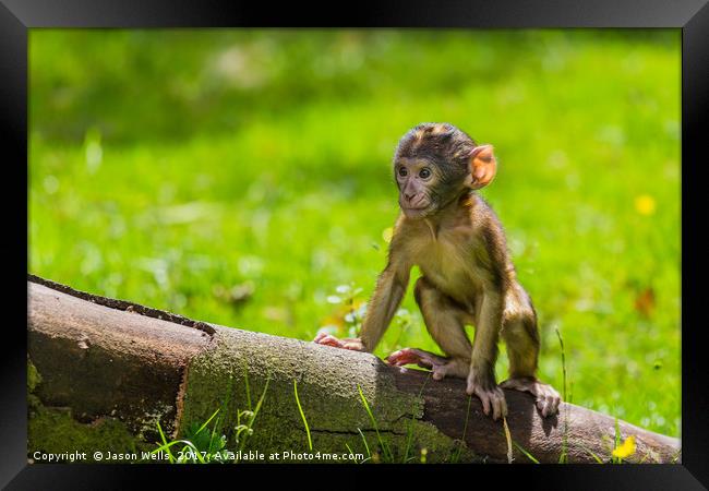 Climbing practice for a baby Barbary macaque  Framed Print by Jason Wells