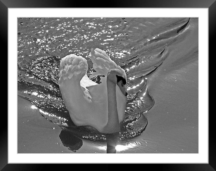 Mute Swan. Framed Mounted Print by paulette hurley