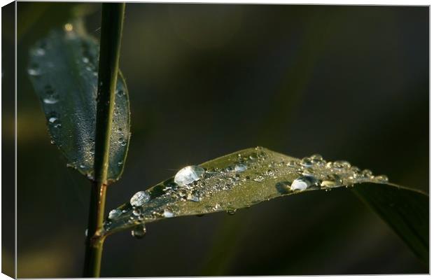 Dew Drops                                Canvas Print by John Iddles