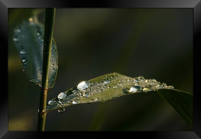 Dew Drops                                Framed Print by John Iddles