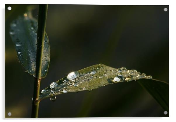 Dew Drops                                Acrylic by John Iddles