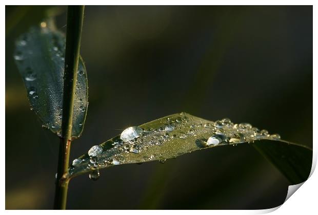 Dew Drops                                Print by John Iddles