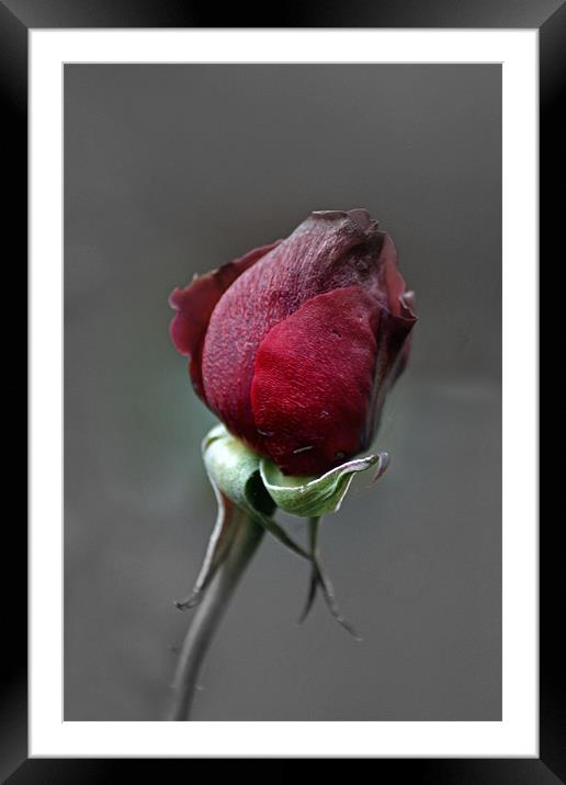 Blackened Rose Framed Mounted Print by Donna Collett
