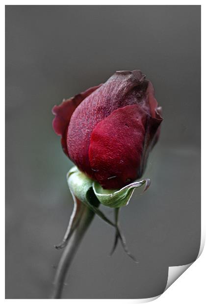 Blackened Rose Print by Donna Collett