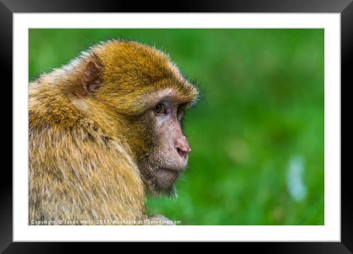 Adult Barbary macaque glances into the distance Framed Mounted Print by Jason Wells