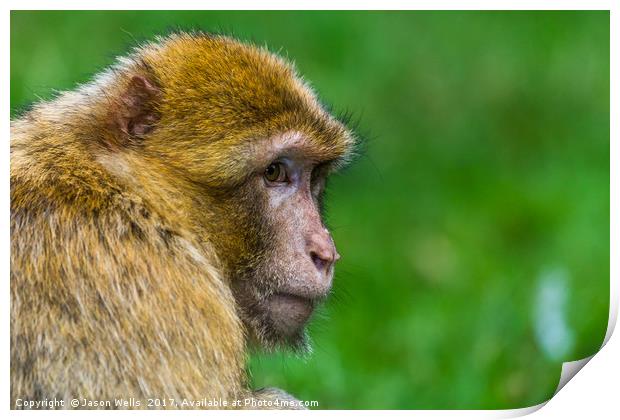 Adult Barbary macaque glances into the distance Print by Jason Wells