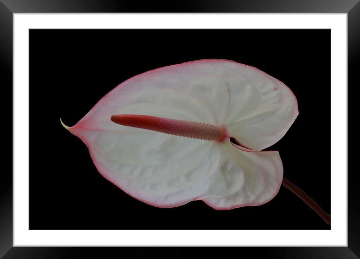 Anthurium - Maxima Elegancia Framed Mounted Print by Donna Collett