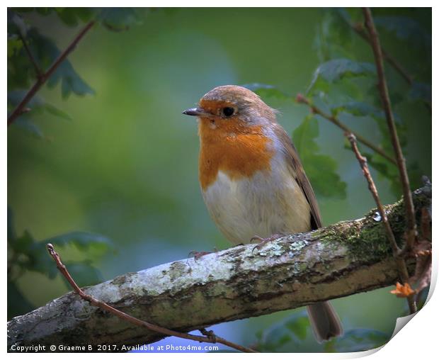 Robin at Stover Print by Graeme B