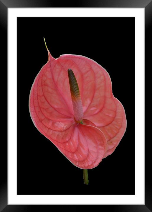 Anthurium Framed Mounted Print by Donna Collett