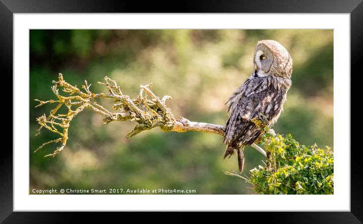 The Owl on the Crooked Branch Framed Mounted Print by Christine Smart