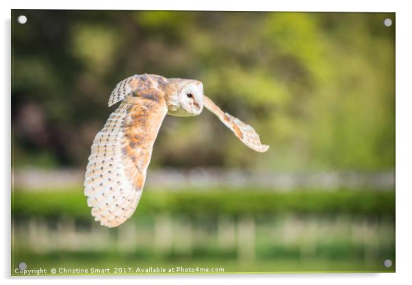 Barn Owl in Flight Acrylic by Christine Smart