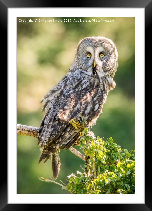 Great Grey Owl Framed Mounted Print by Christine Smart