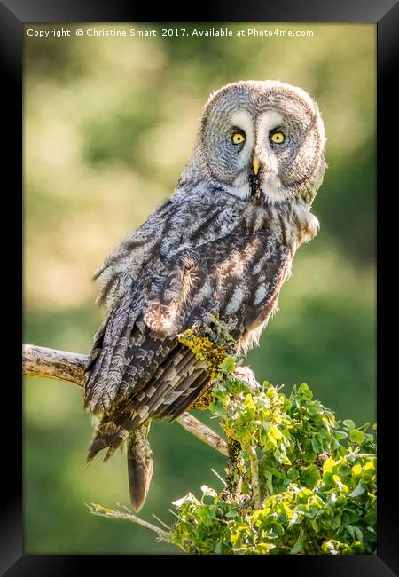 Great Grey Owl Framed Print by Christine Smart