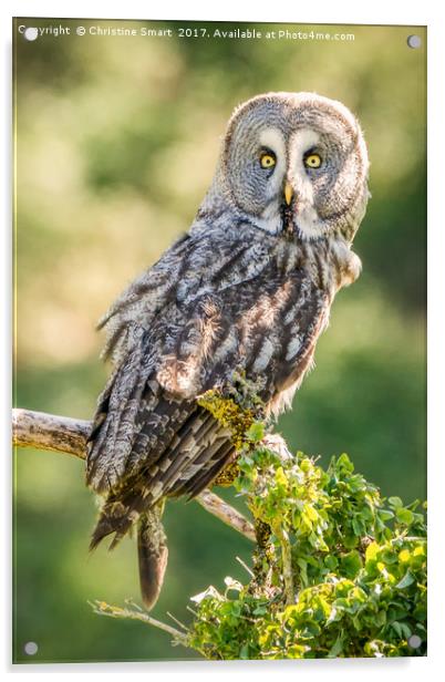 Great Grey Owl Acrylic by Christine Smart