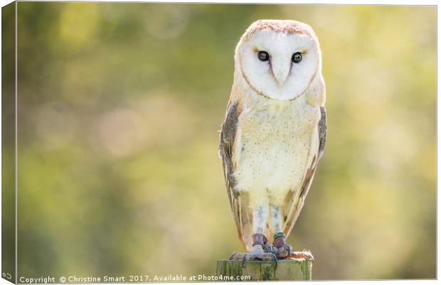 Barn Owl on Fence Post Canvas Print by Christine Smart