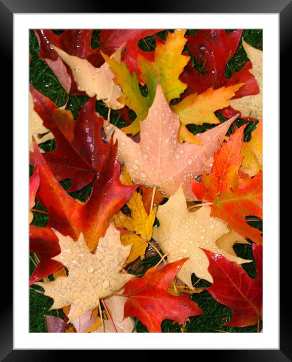 Autumn leaves Framed Mounted Print by Donna-Marie Parsons