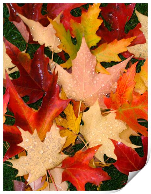 Autumn leaves Print by Donna-Marie Parsons