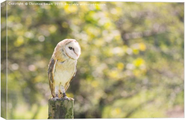 Barn Owl on Countryside Fence Post Canvas Print by Christine Smart