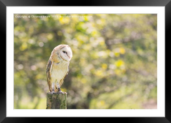 Barn Owl on Countryside Fence Post Framed Mounted Print by Christine Smart