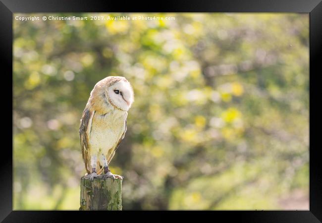 Barn Owl on Countryside Fence Post Framed Print by Christine Smart