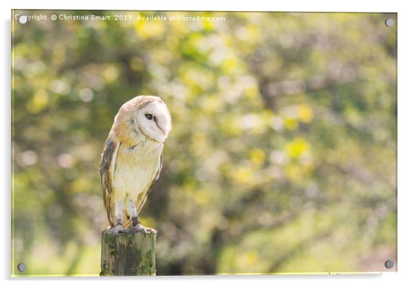 Barn Owl on Countryside Fence Post Acrylic by Christine Smart