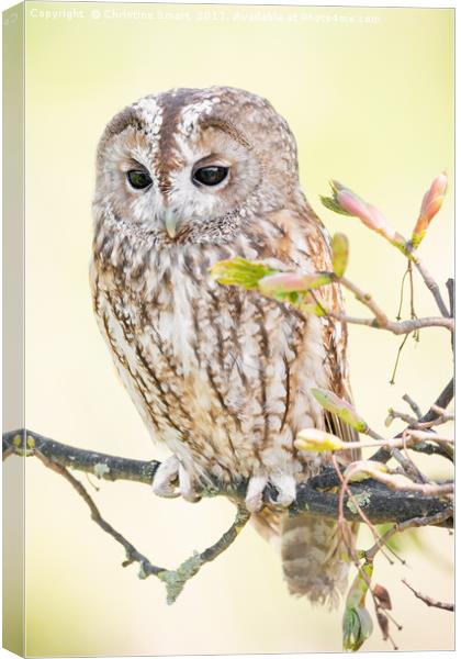 Tawny Owl in Springtime Canvas Print by Christine Smart